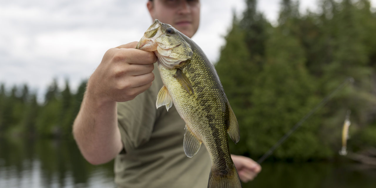 4 Interesting Bass Fishing Facts For Beginners