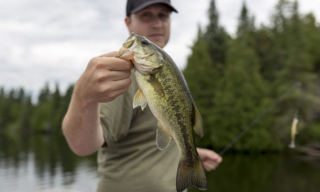 4 Interesting Bass Fishing Facts For Beginners