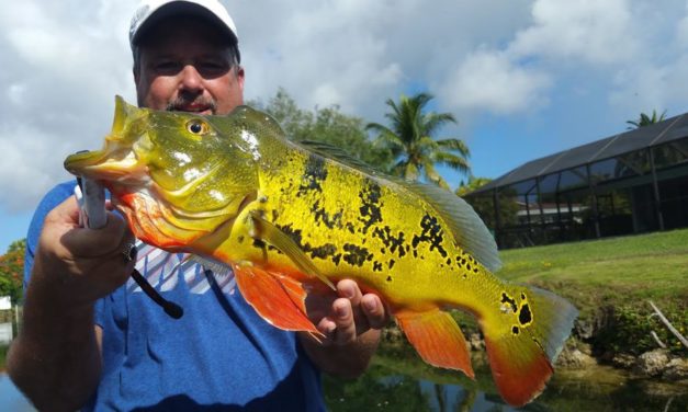 Are You Ready for a Peacock Bass Fishing Adventure?